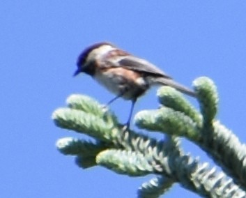 Chestnut-backed Chickadee - ML620080976