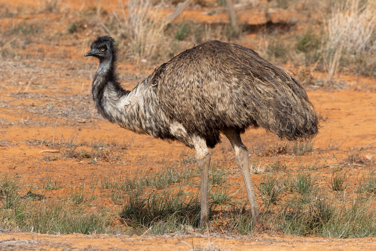 Emu - ML620080978