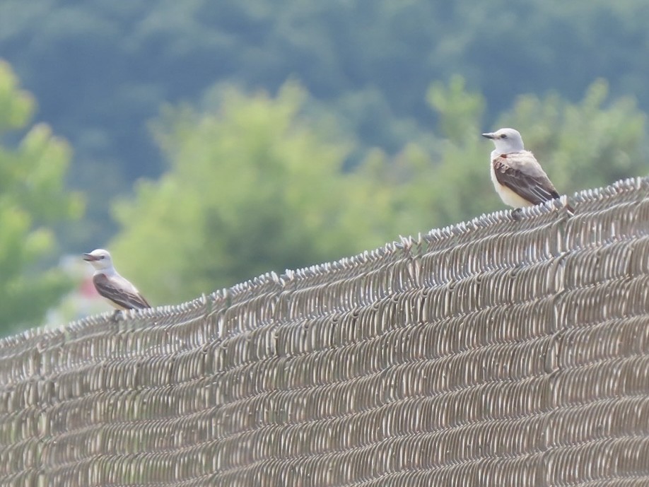 Scissor-tailed Flycatcher - ML620080980