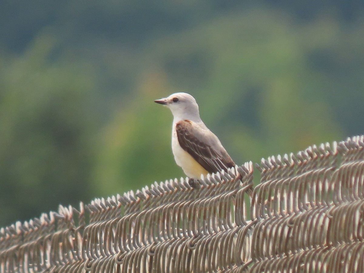 Scissor-tailed Flycatcher - ML620080981