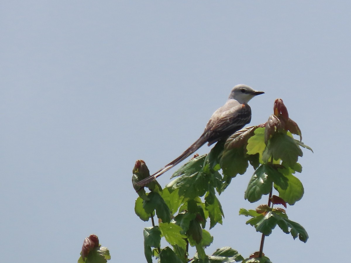 Scissor-tailed Flycatcher - ML620080982