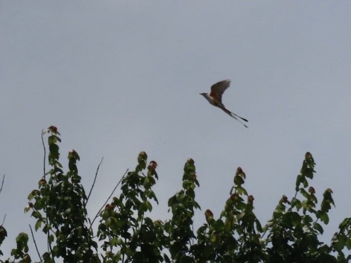 Scissor-tailed Flycatcher - ML620080984