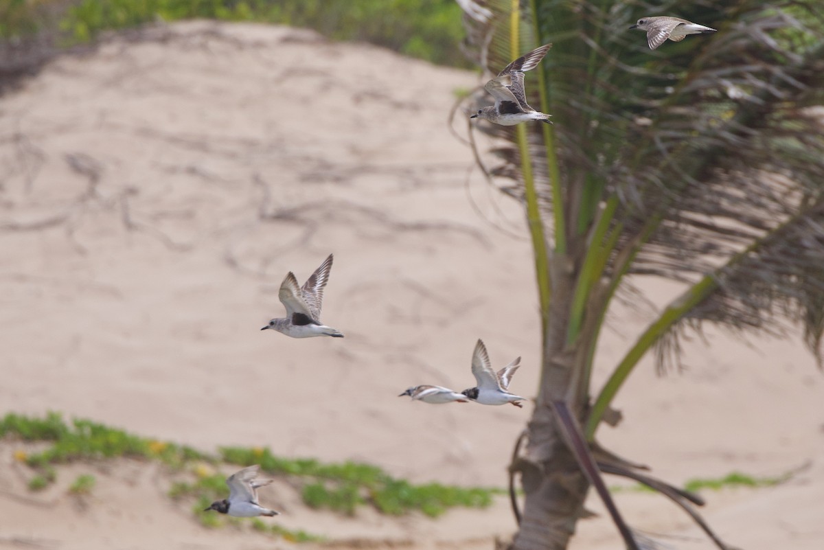 Black-bellied Plover - ML620080985