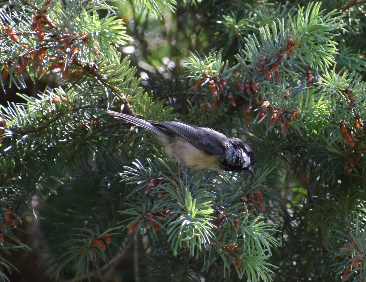 Black-capped Chickadee - ML620080994