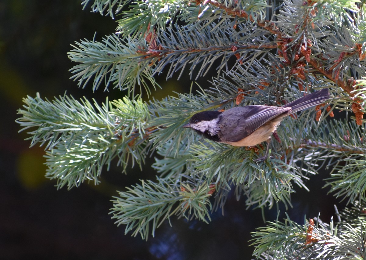 Black-capped Chickadee - ML620080997