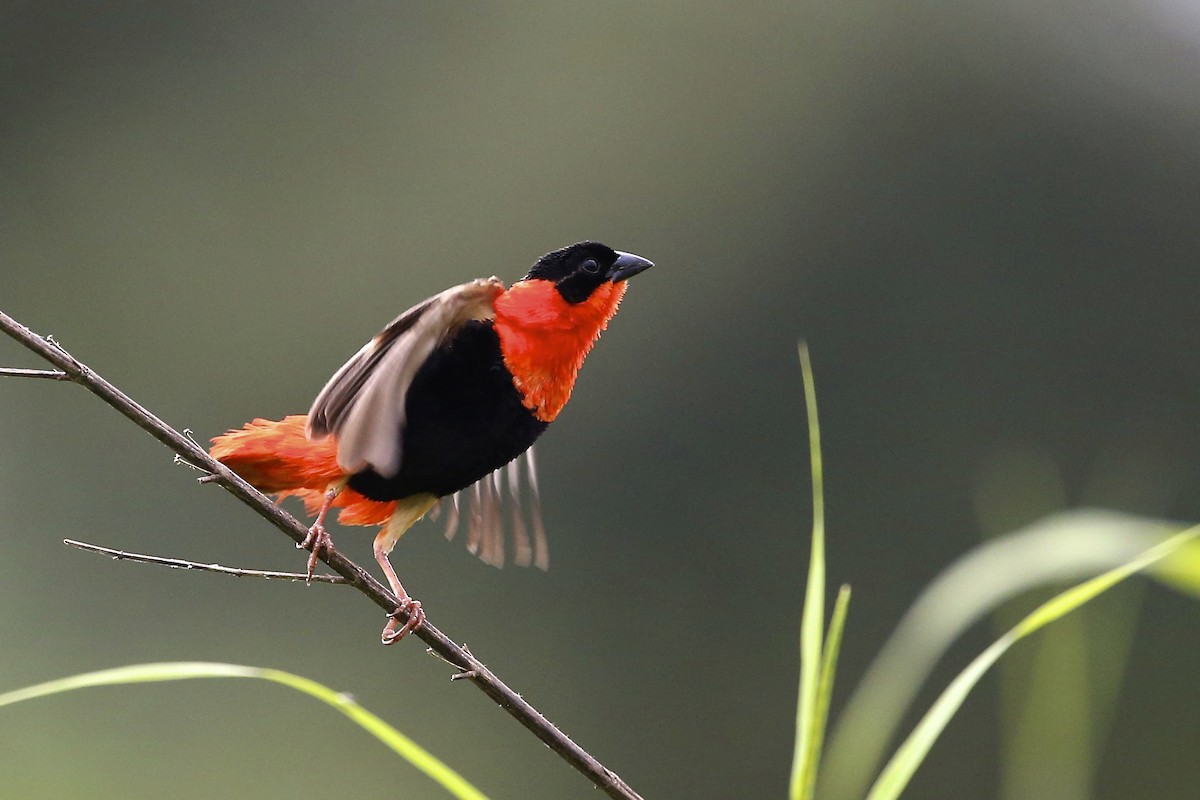 Black-winged Bishop - ML620081000