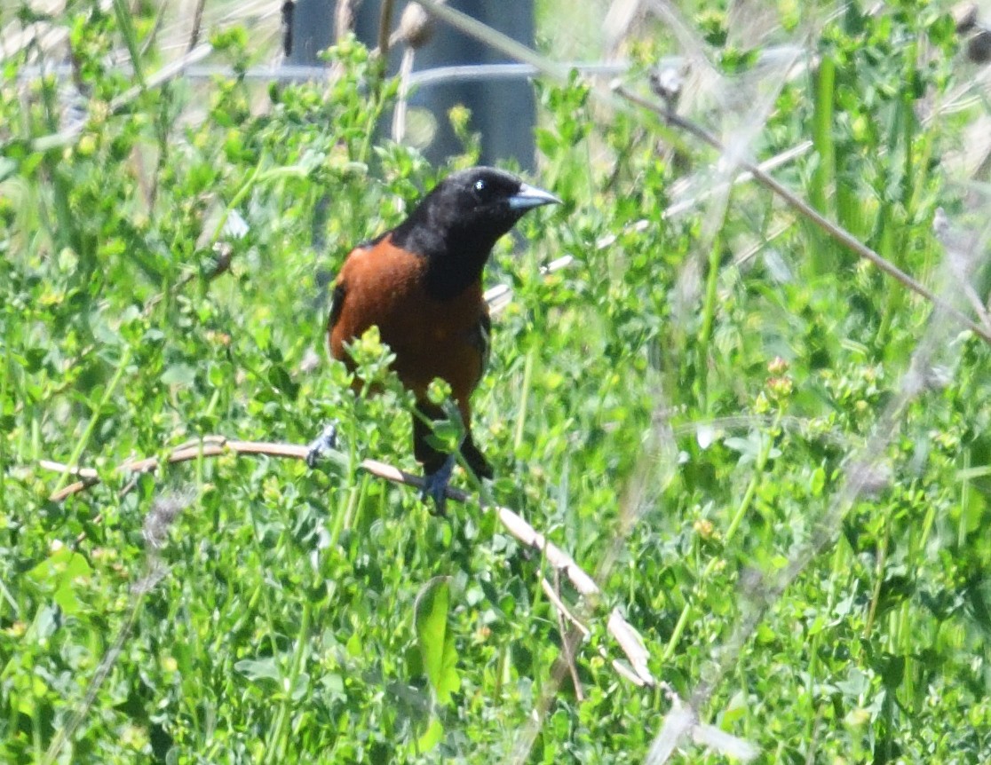 Orchard Oriole - ML620081009
