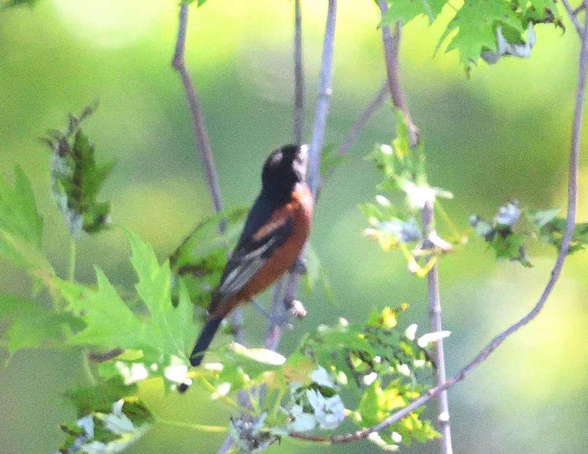 Orchard Oriole - ML620081010