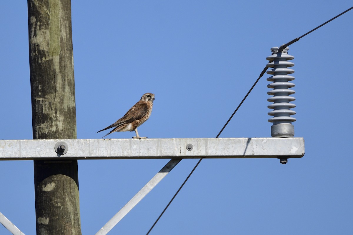 Brown Falcon - ML620081021