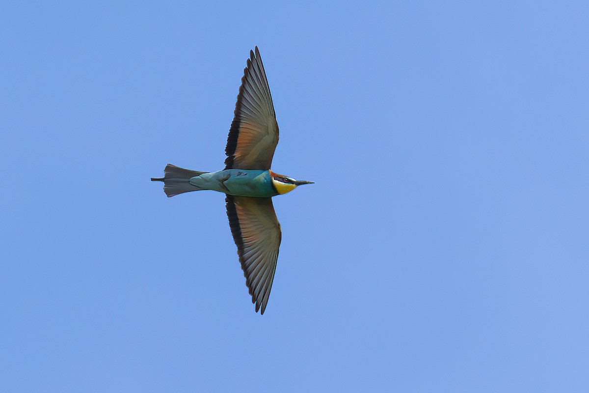 European Bee-eater - ML620081029