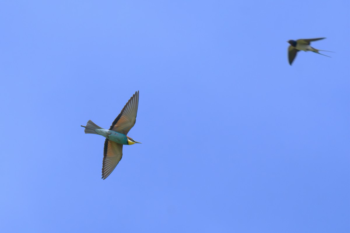 European Bee-eater - ML620081030
