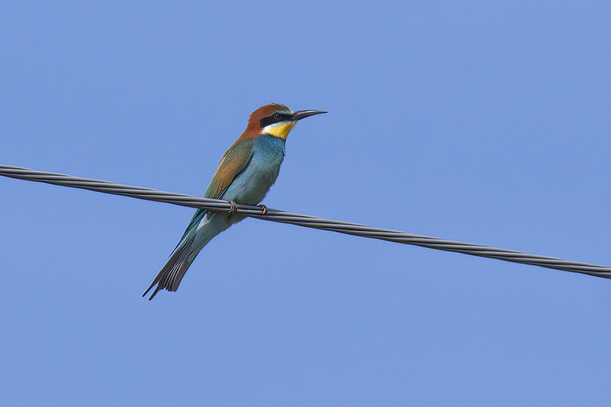 European Bee-eater - ML620081031