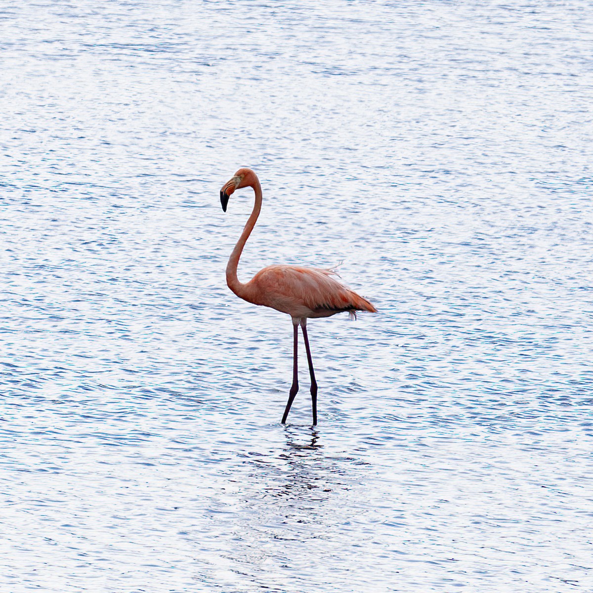 Amerika Flamingosu - ML620081046