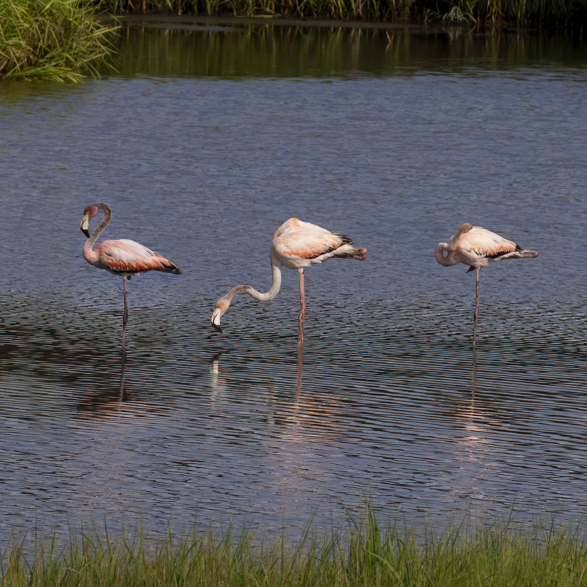 Amerika Flamingosu - ML620081047