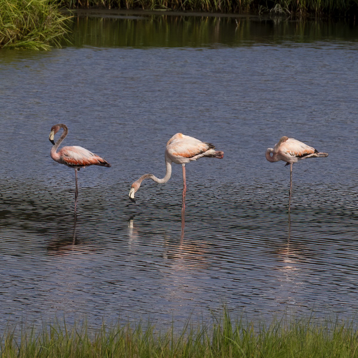 American Flamingo - ML620081047