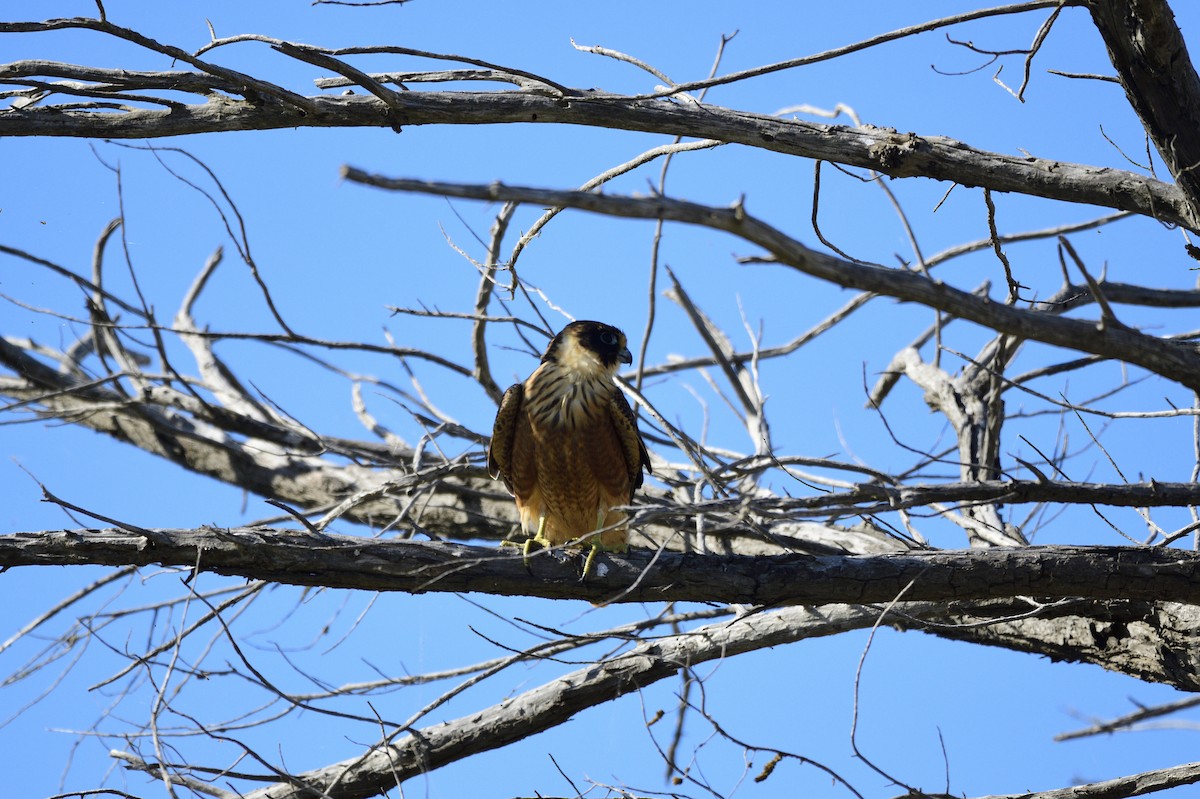 Australian Hobby - ML620081048