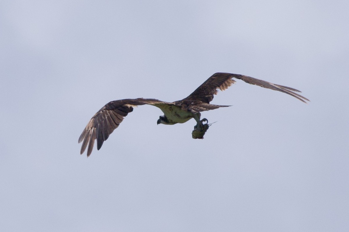 Osprey - ML620081054