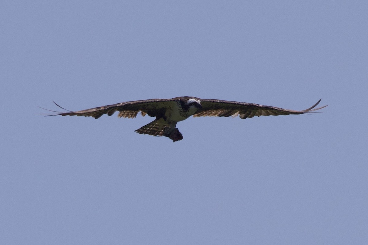 Balbuzard pêcheur - ML620081056