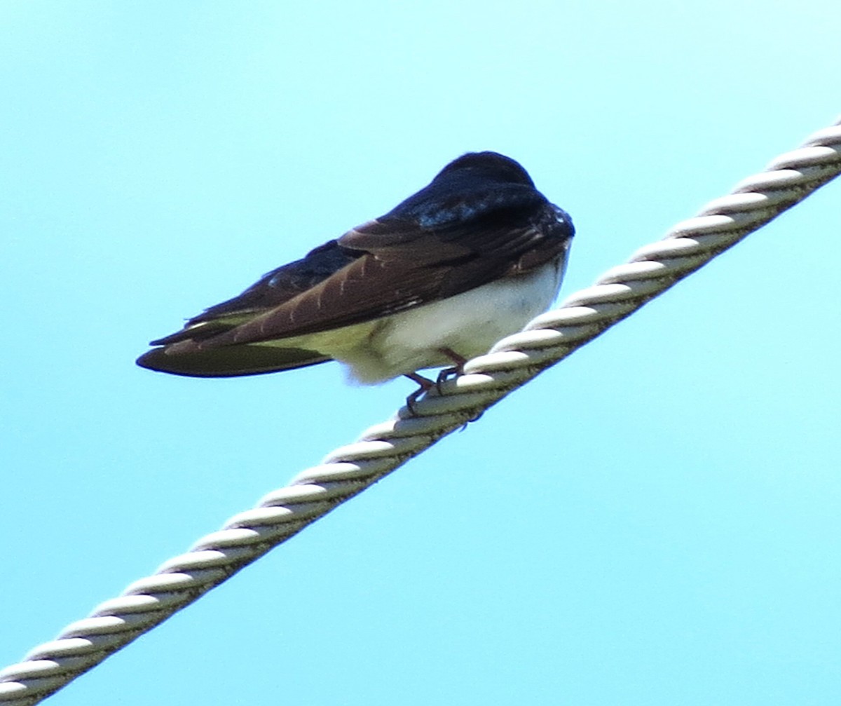 Golondrina Bicolor - ML620081057