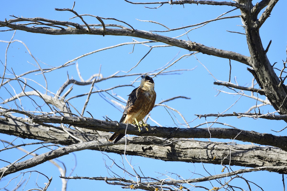 Australian Hobby - ML620081058