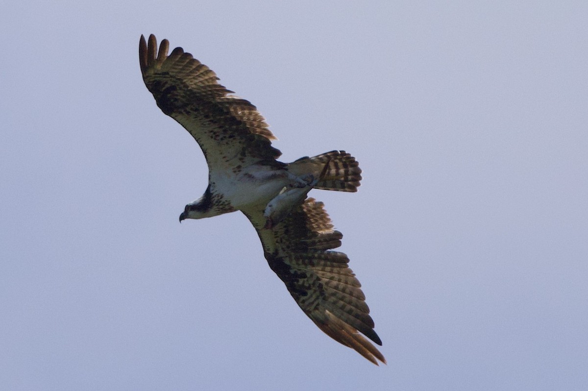 Balbuzard pêcheur - ML620081063