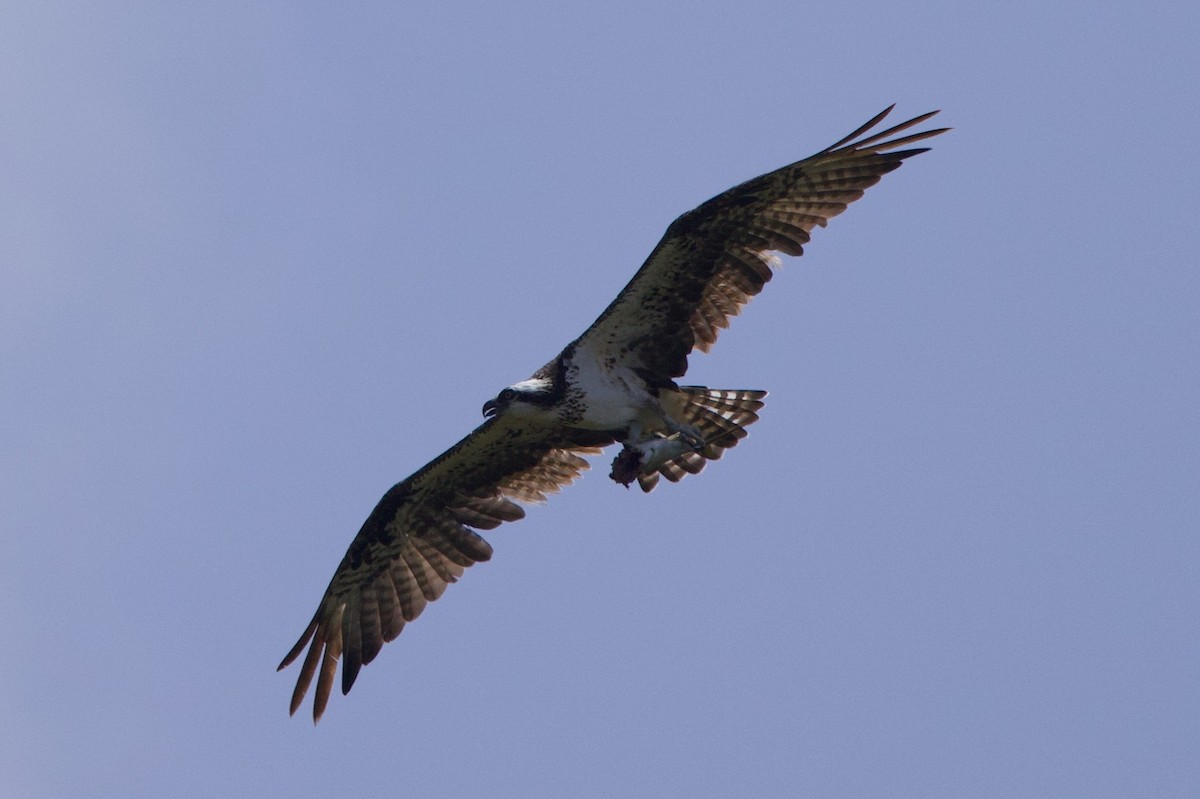 Balbuzard pêcheur - ML620081074