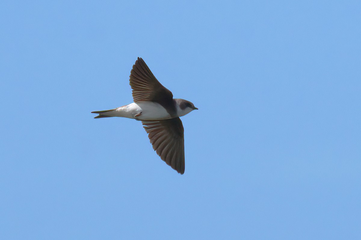 Bank Swallow - ML620081079