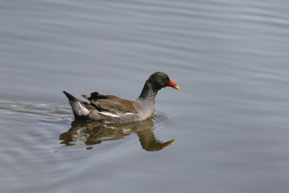 Eurasian Moorhen - ML620081080