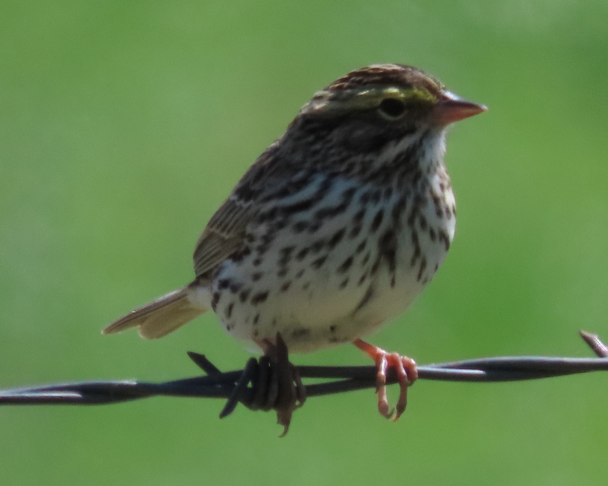 Savannah Sparrow - ML620081089