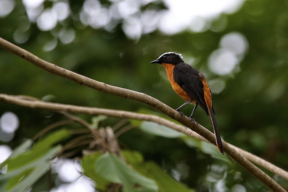 White-crowned Robin-Chat - ML620081090