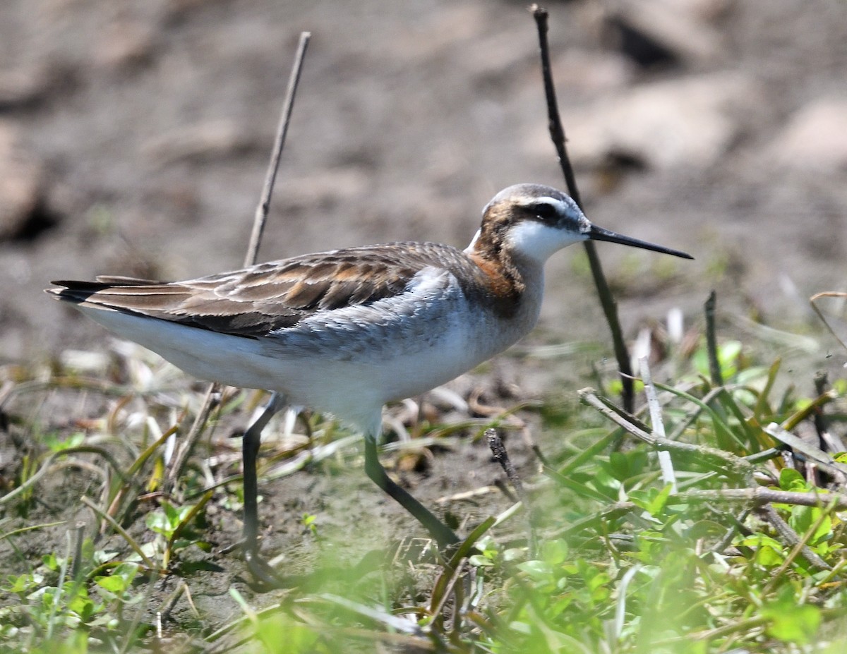 hvithalesvømmesnipe - ML620081119