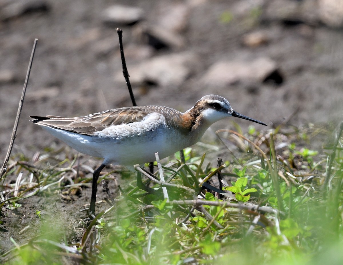 hvithalesvømmesnipe - ML620081121