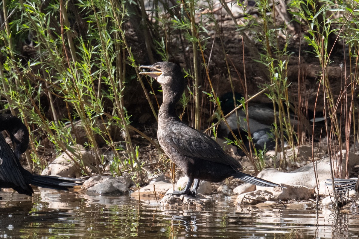 Cormorán Biguá - ML620081123