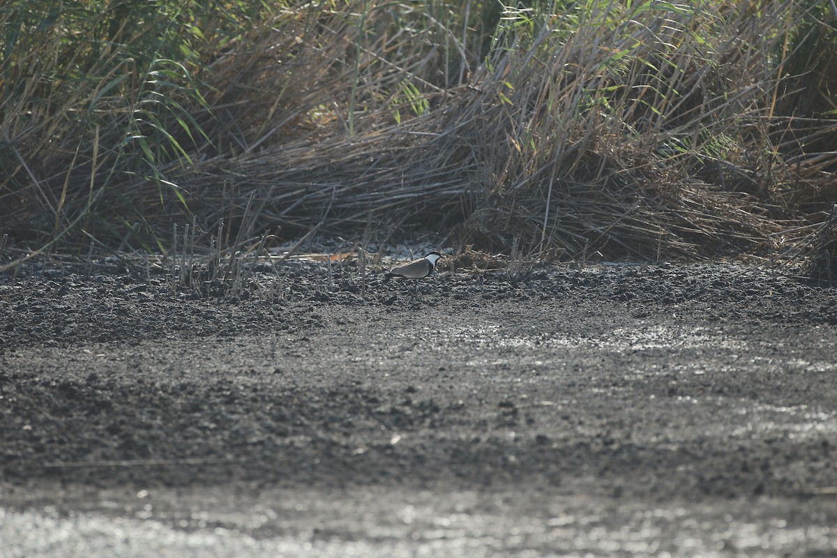 Spur-winged Lapwing - ML620081128