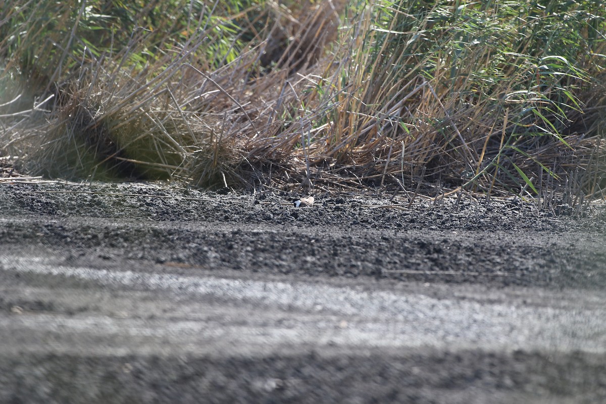 Spur-winged Lapwing - ML620081129