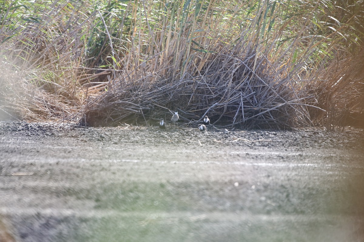 Spur-winged Lapwing - ML620081131