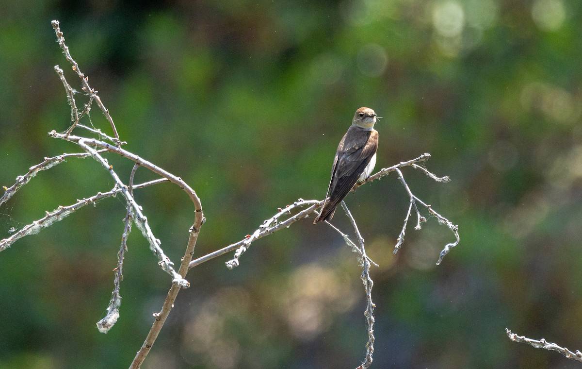 Northern Rough-winged Swallow - ML620081141