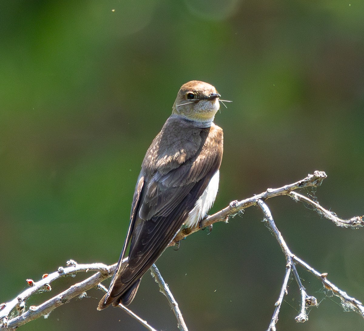 Northern Rough-winged Swallow - ML620081142