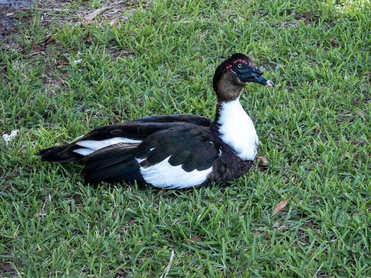 Muscovy Duck (Domestic type) - ML620081155