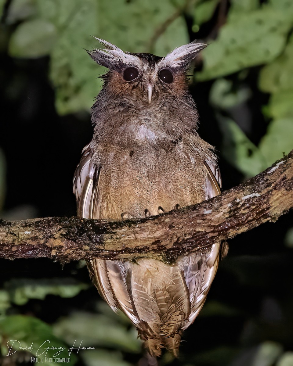 Crested Owl - ML620081156