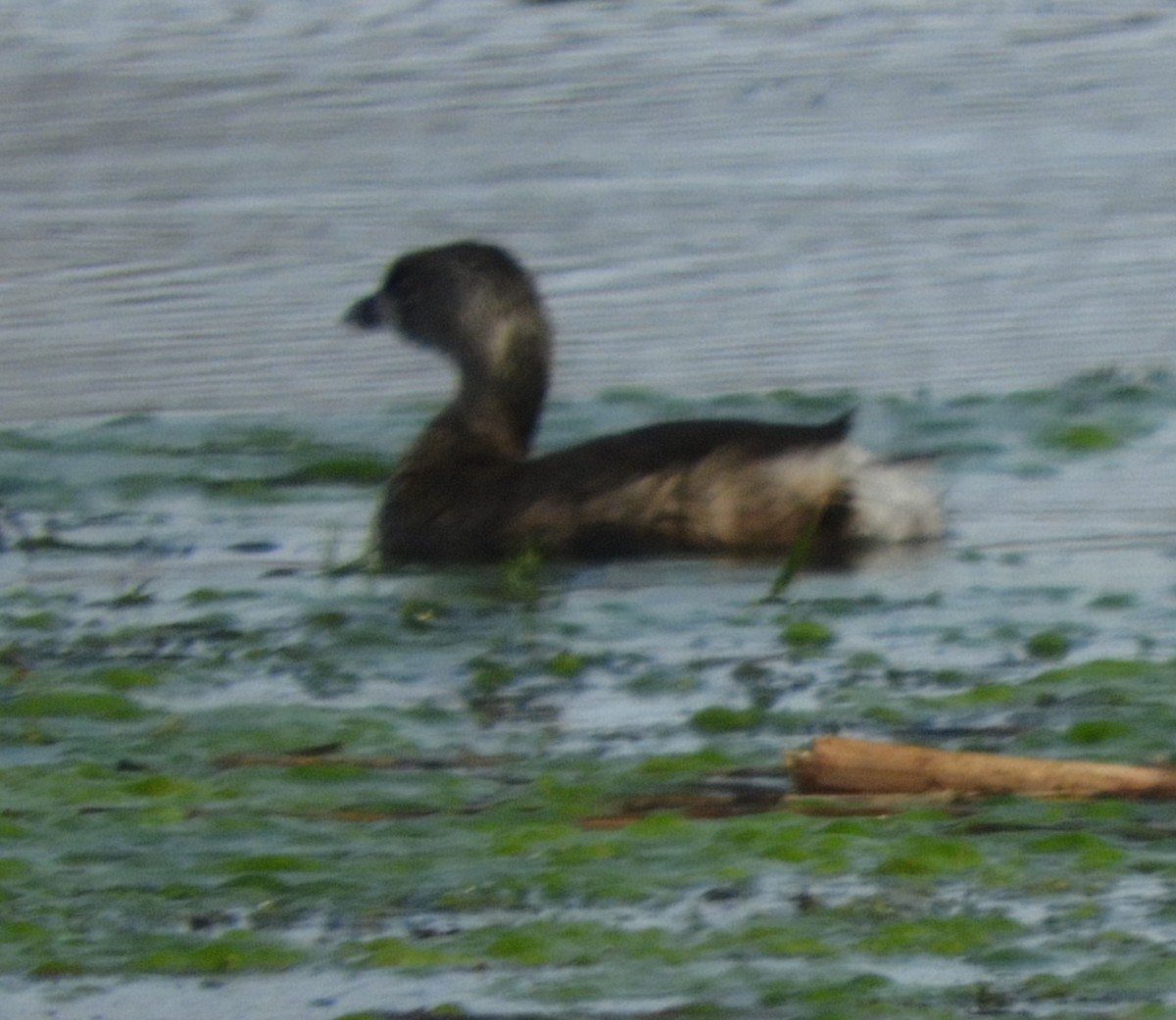 Pied-billed Grebe - ML620081159