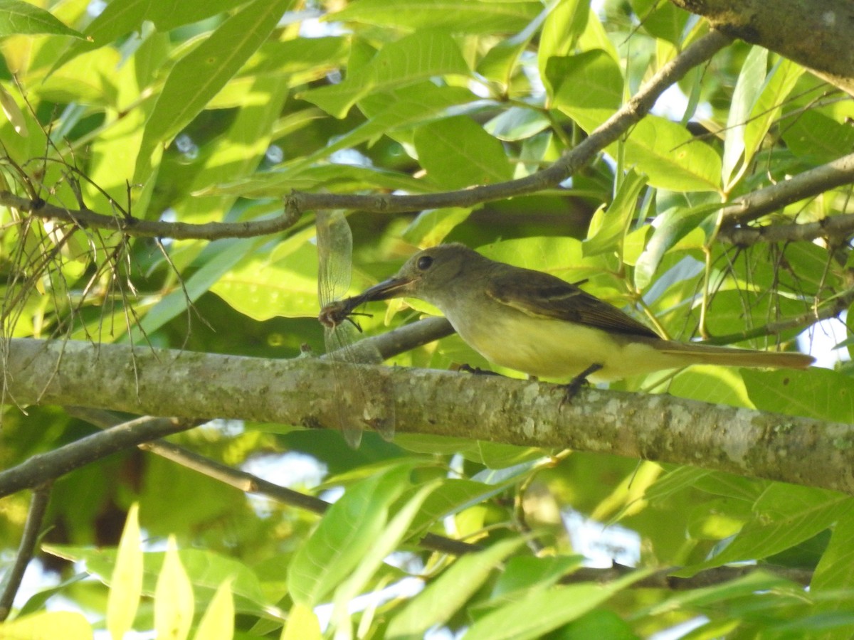 Great Crested Flycatcher - ML620081164