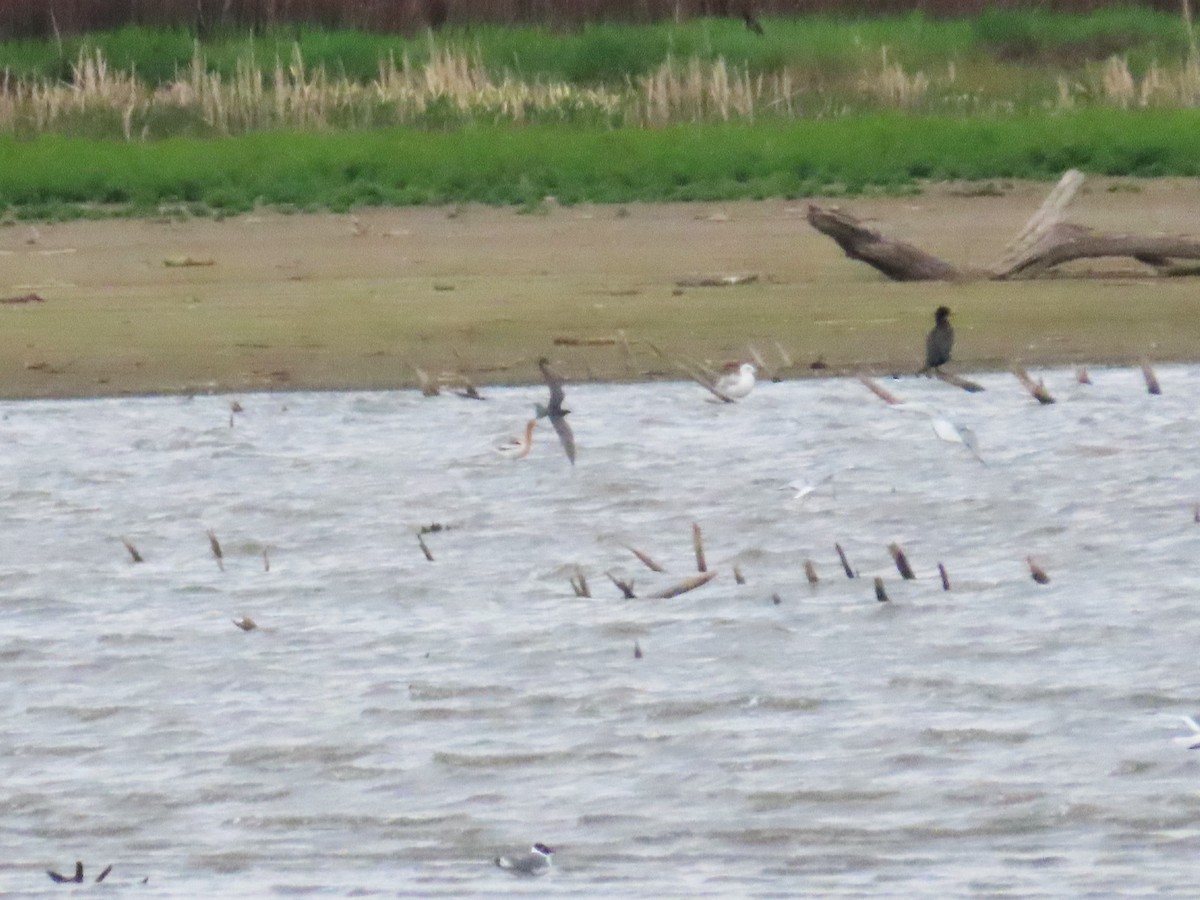 Black Tern - ML620081181