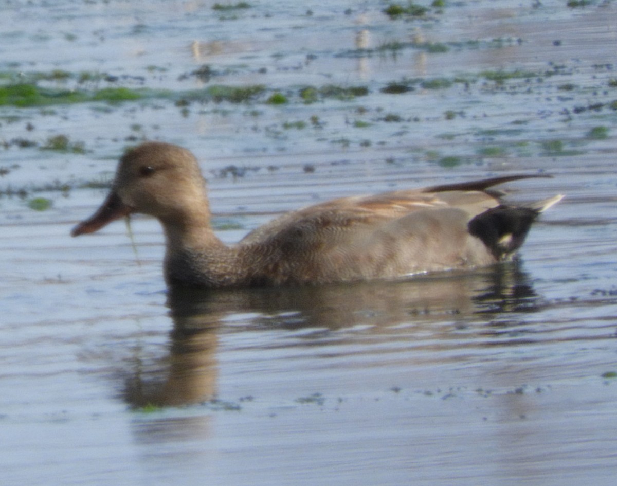 Gadwall - ML620081184