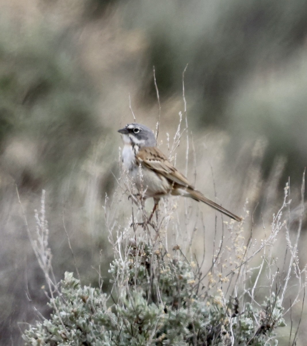 Sagebrush Sparrow - ML620081187
