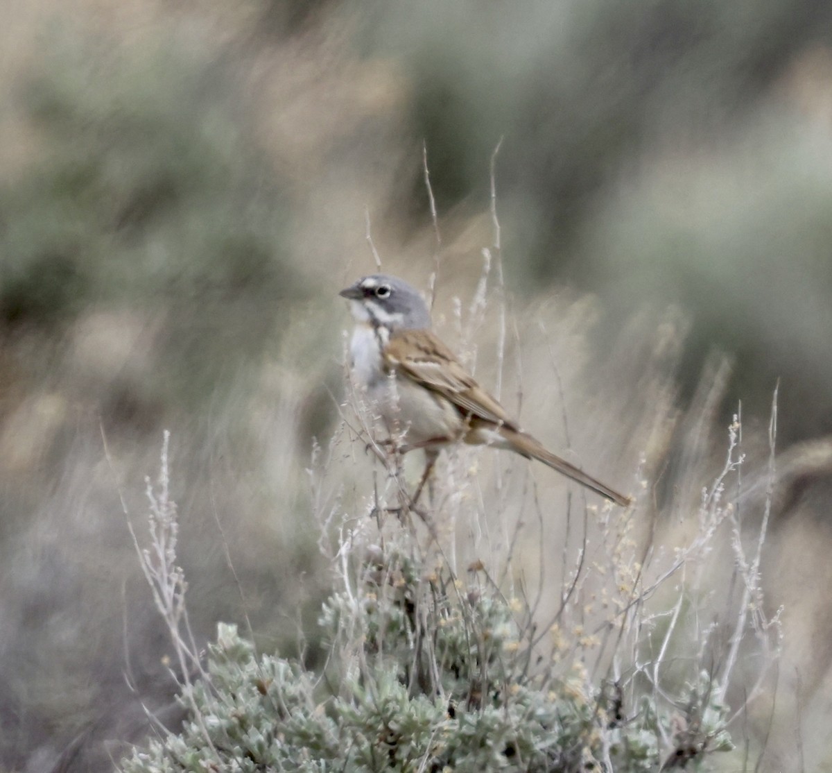 Sagebrush Sparrow - ML620081188