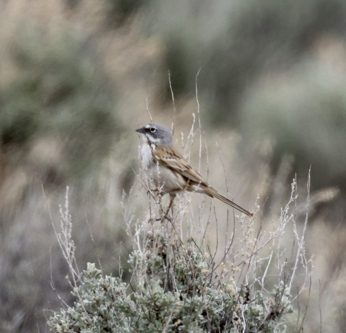 Sagebrush Sparrow - ML620081189