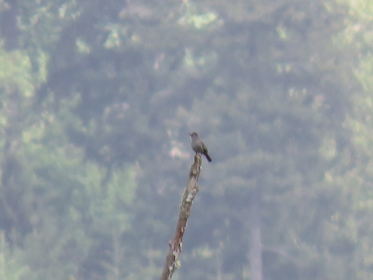 Gray Catbird - ML620081193