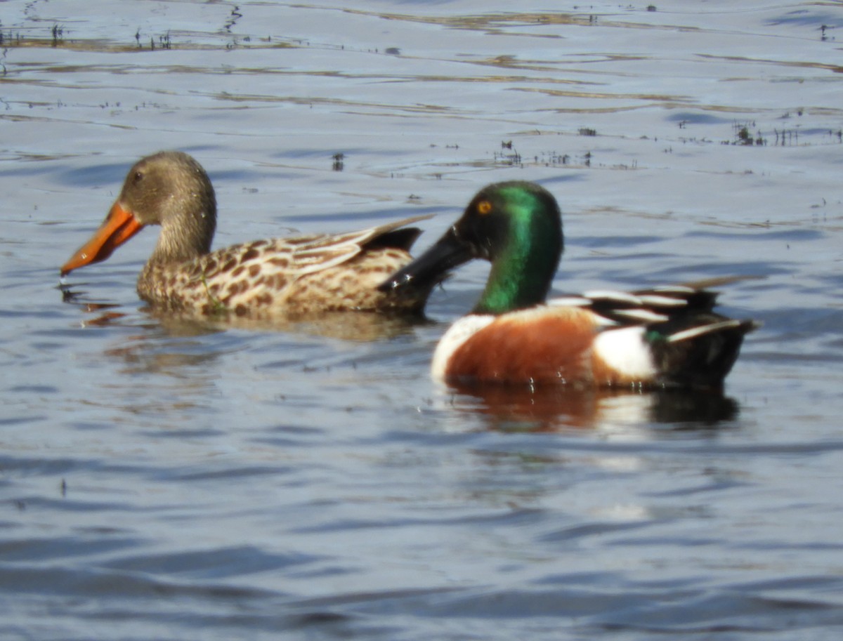 Northern Shoveler - ML620081202