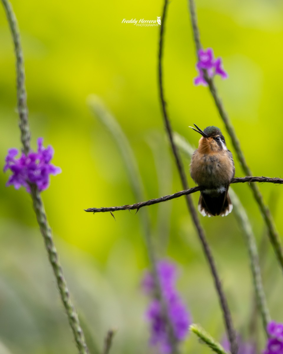 kolibřík fialovohrdlý - ML620081209
